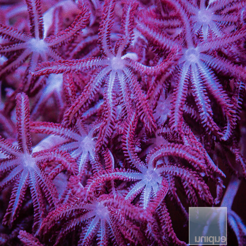 Silver Xenia- Stock Frag