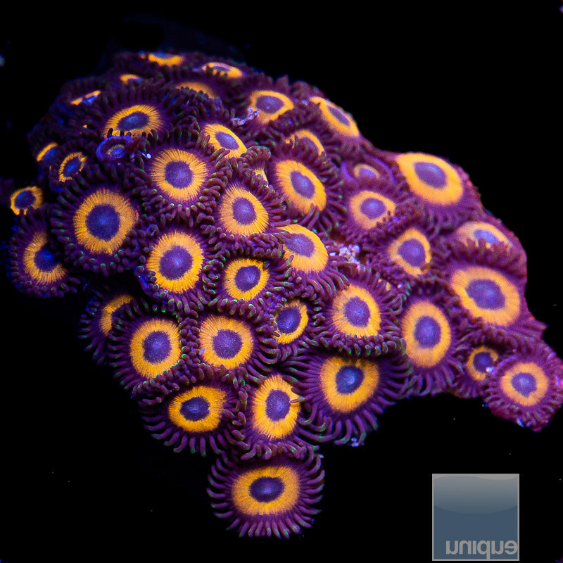 Red Bull Zoanthid-Stock Frag