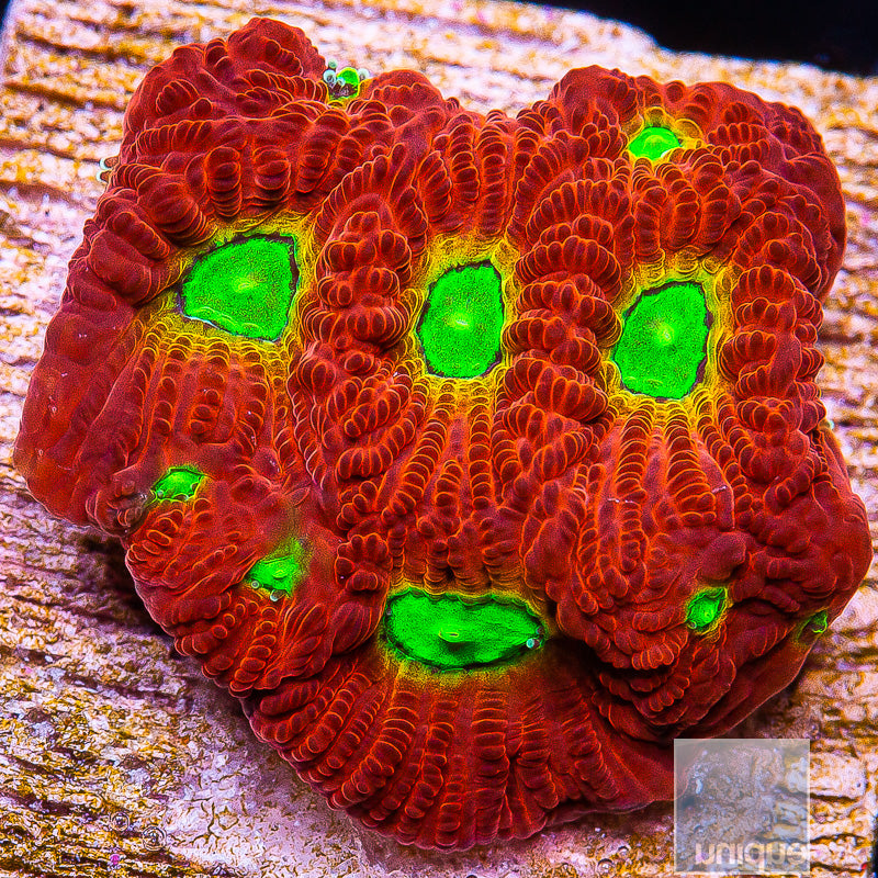 Green and Red Favia- Stock Frag