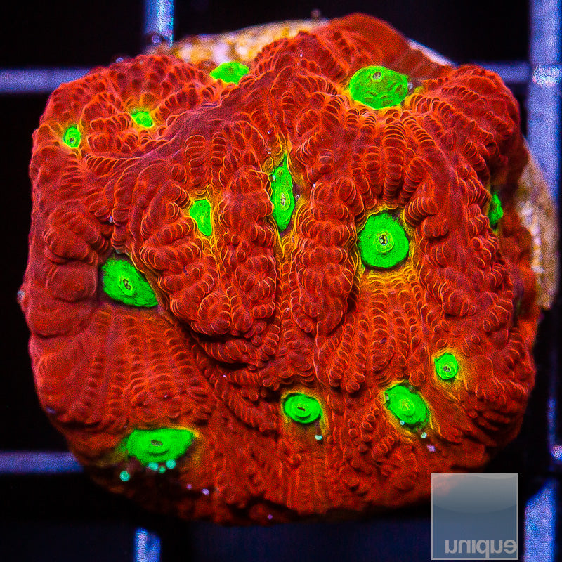 Green and Red Favia- Stock Frag