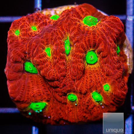 Green and Red Favia- Stock Frag