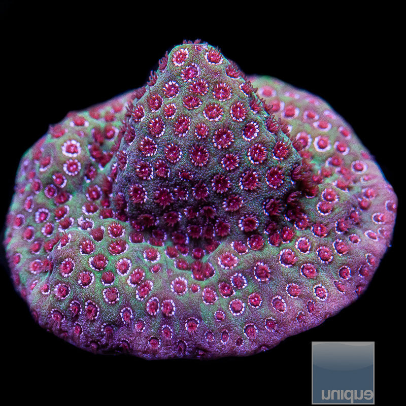 Sand Dollar Porites-WYSIWYG