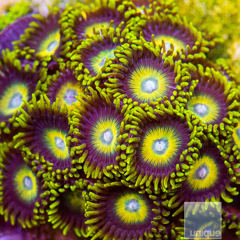 Scrambled Egg Zoanthid-Stock