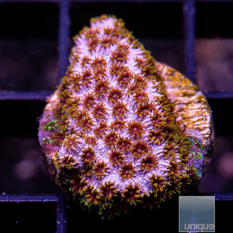 Skittles Bomb Cyphastrea-WYSIWYG