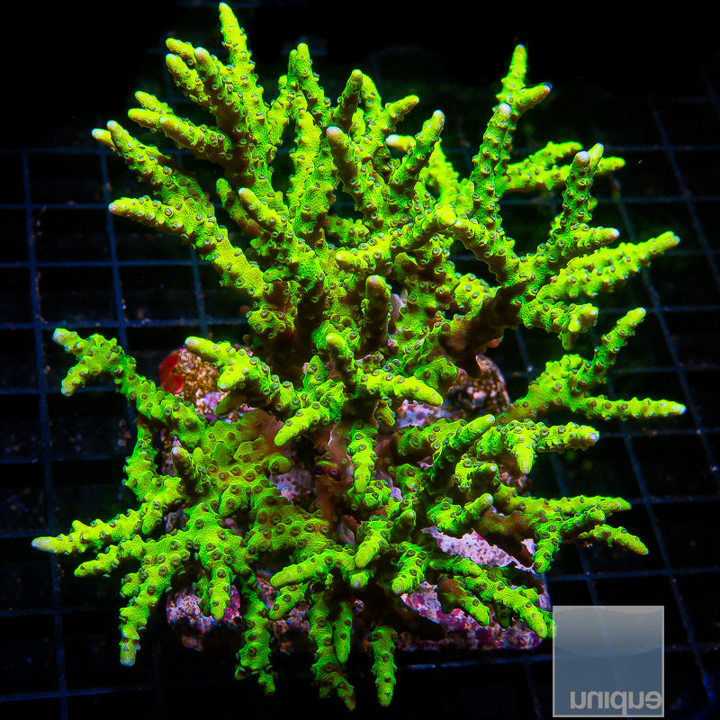 Slimeball Anacropora- Stock Frag