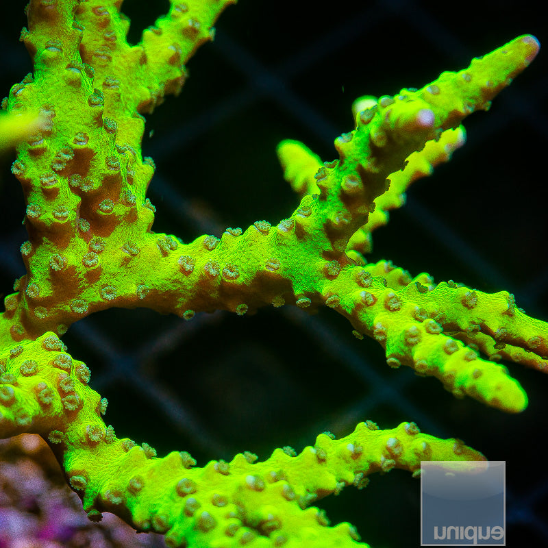 Slimeball Anacropora- Stock Frag