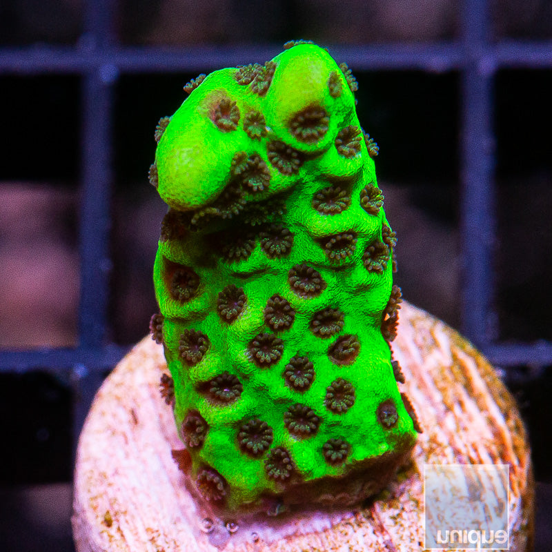Small Montipora Spongodes-WYSIWYG