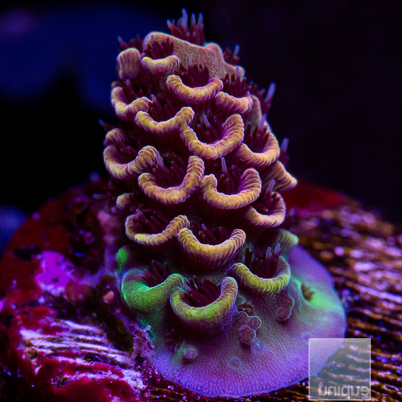 Small Peach Millepora-WYSIWYG