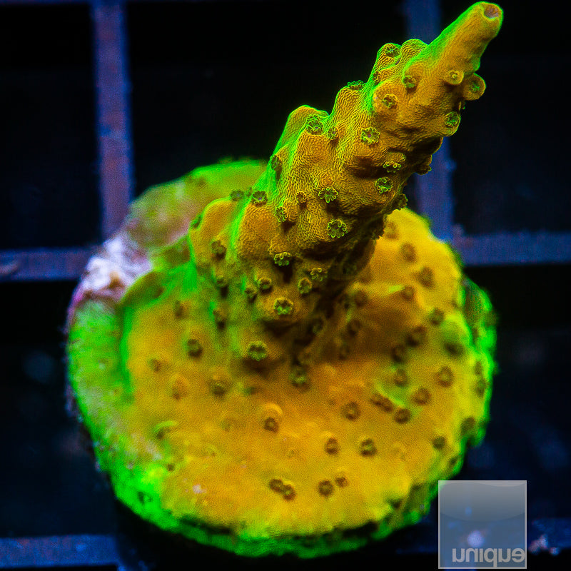 TGC Creamsicle Acropora UniqueCorals