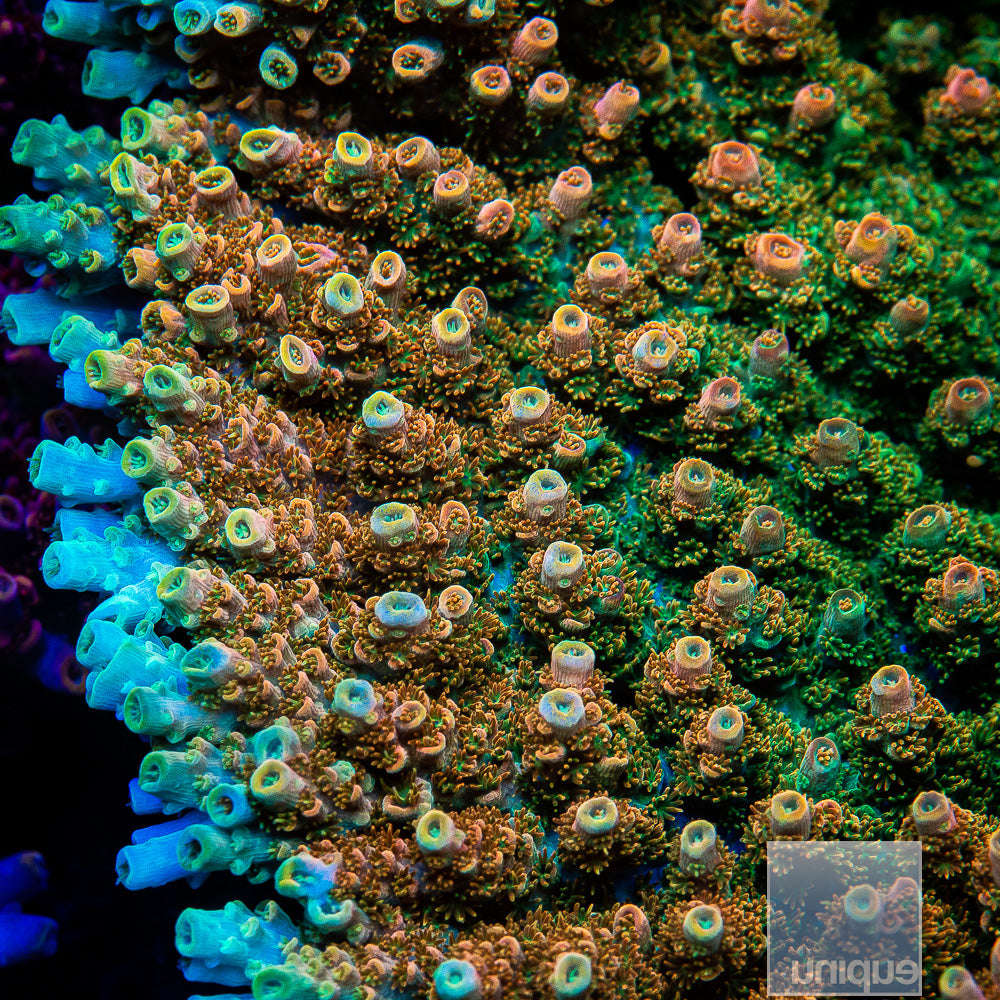 TSA Bill Murray Acro