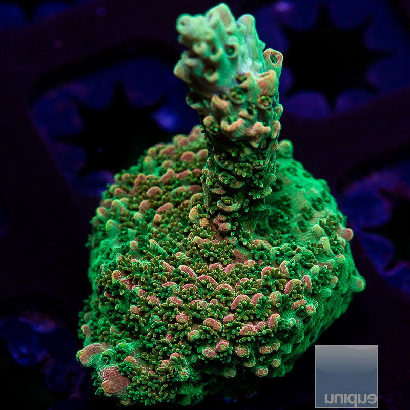 TSA Bill Murray Acropora-WYSIWYG