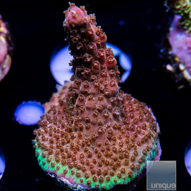 TSA Explosive Ember Acropora-WYSIWYG