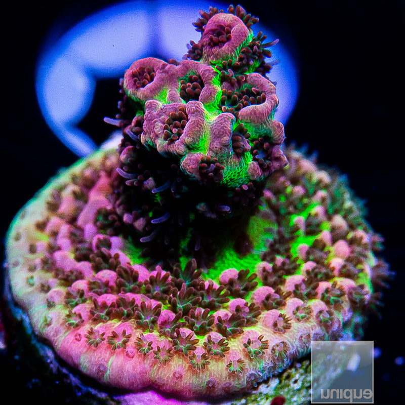 Tierra Del Fuego Acropora-WYSIWYG