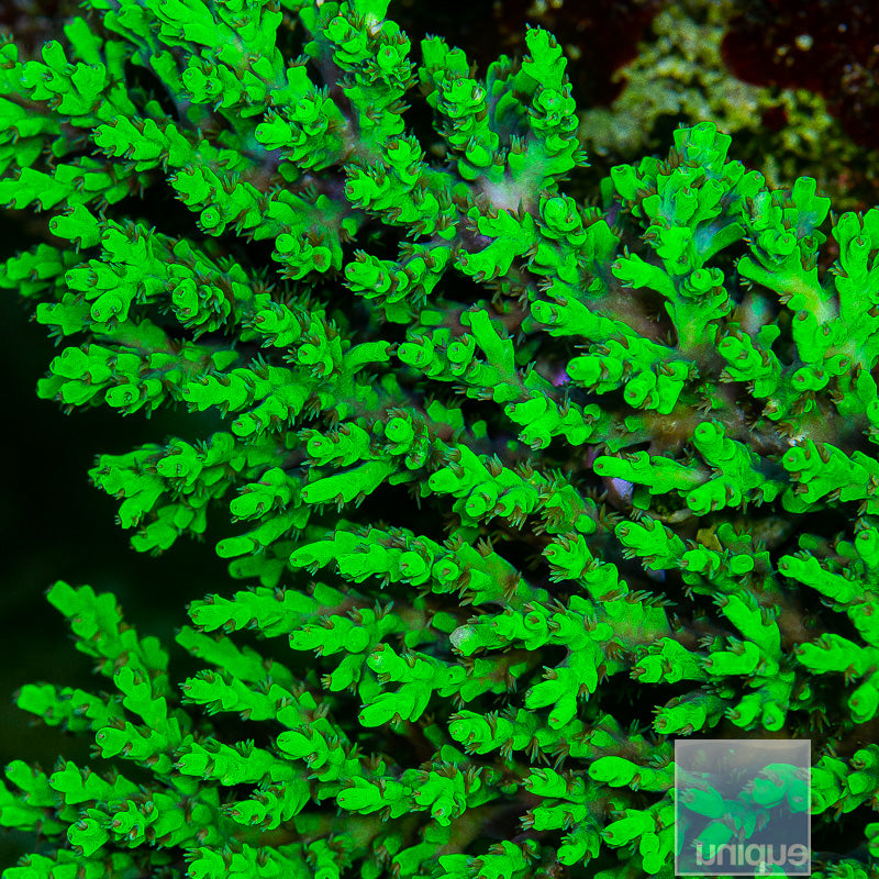 Toxic Aculeus Acropora