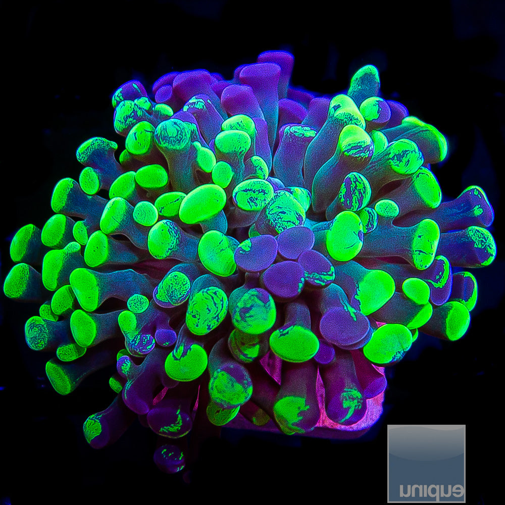 Grafted Neon Branching Hammer- Single Head Stock Frag