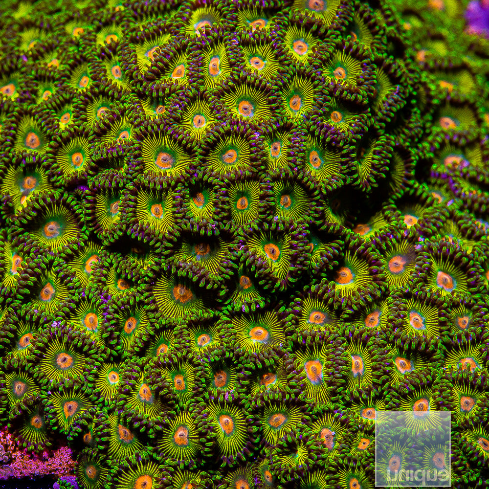 Unique Corals Turtle Beach Zoanthid- Stock Frag 3 Polyp