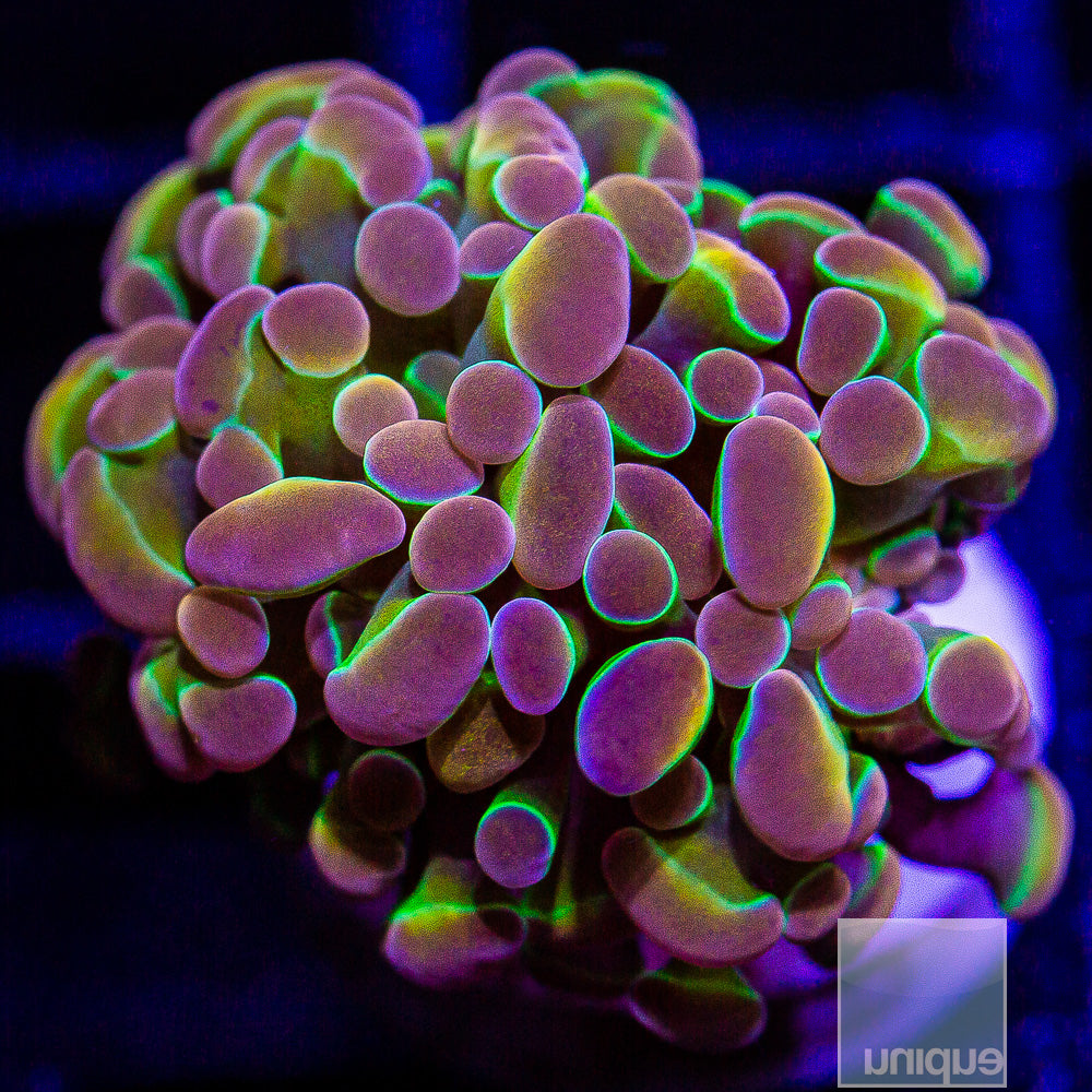 True Unique Corals Hologram Branching Hammer- Single Head Stock Frag