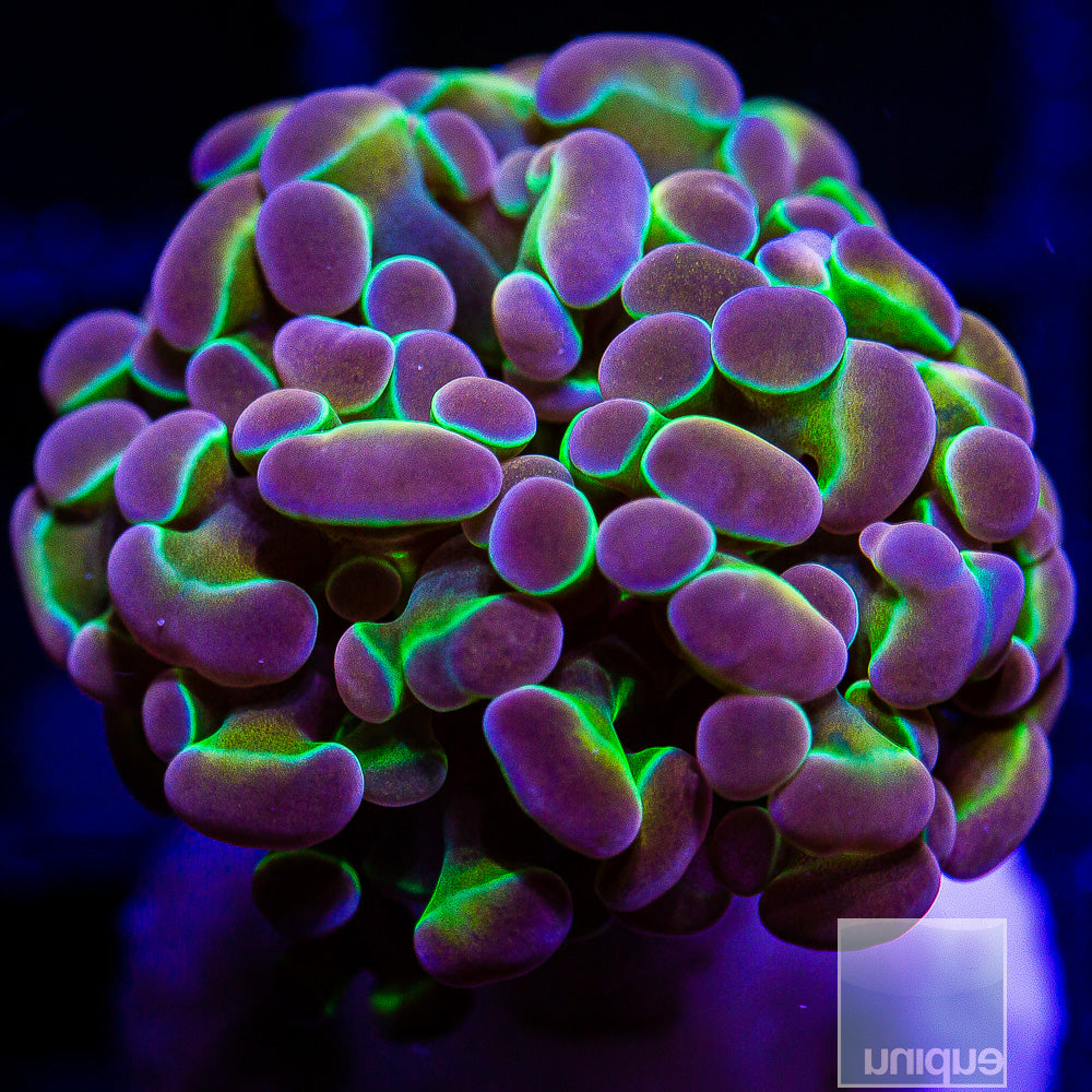True Unique Corals Hologram Branching Hammer- Single Head Stock Frag