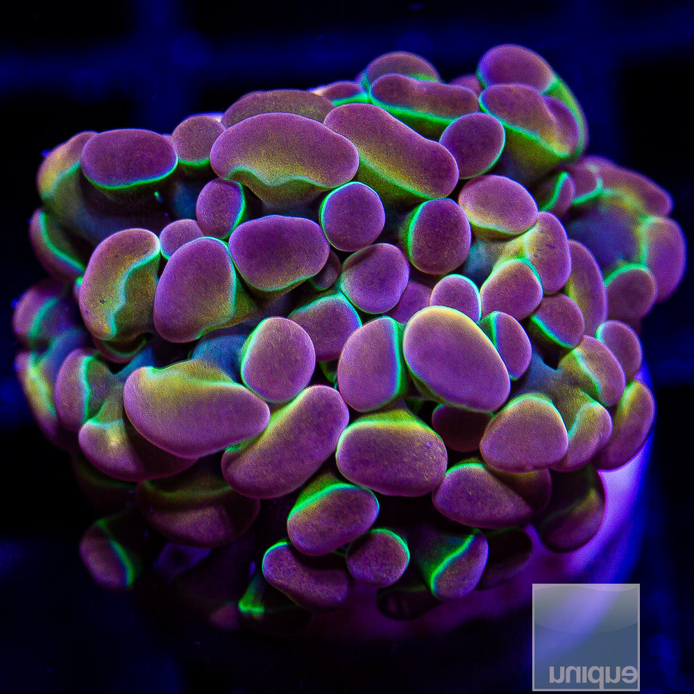 True Unique Corals Hologram Branching Hammer- Single Head Stock Frag