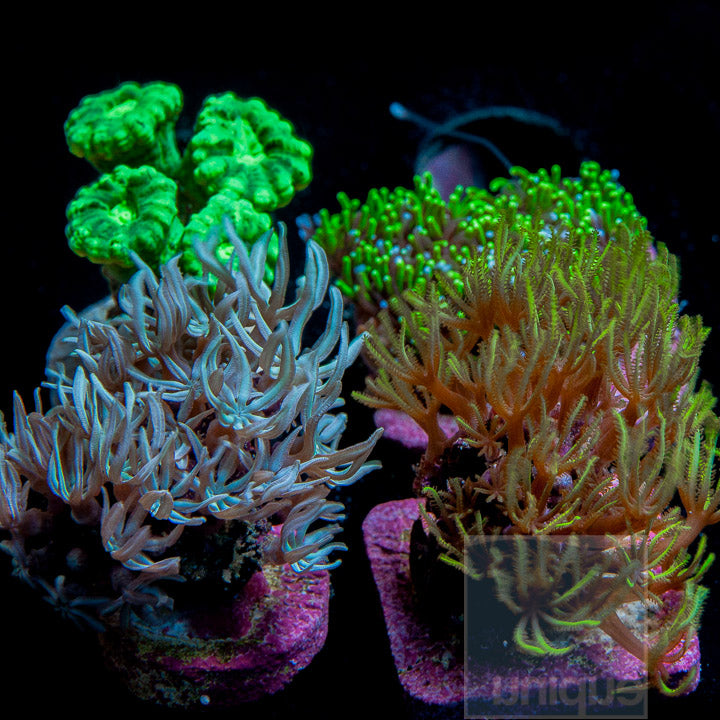 Assorted "Beginner" Frag Pack - 4 Different Stock Frags!