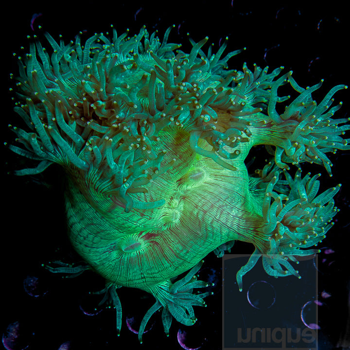 Australian Elegance Coral- Stock item