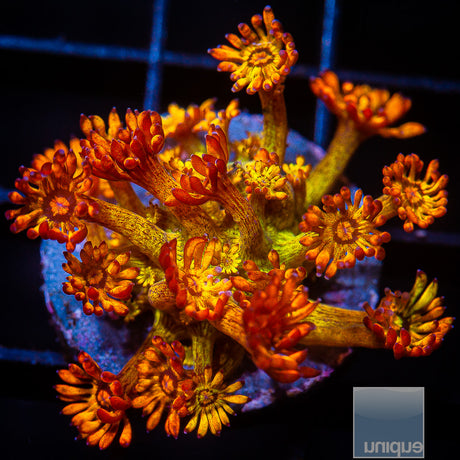 UC Amazeballs Goniopora