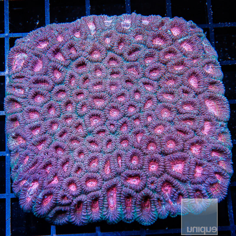 Unique Corals Baby's Breath Favia- Stock Frag