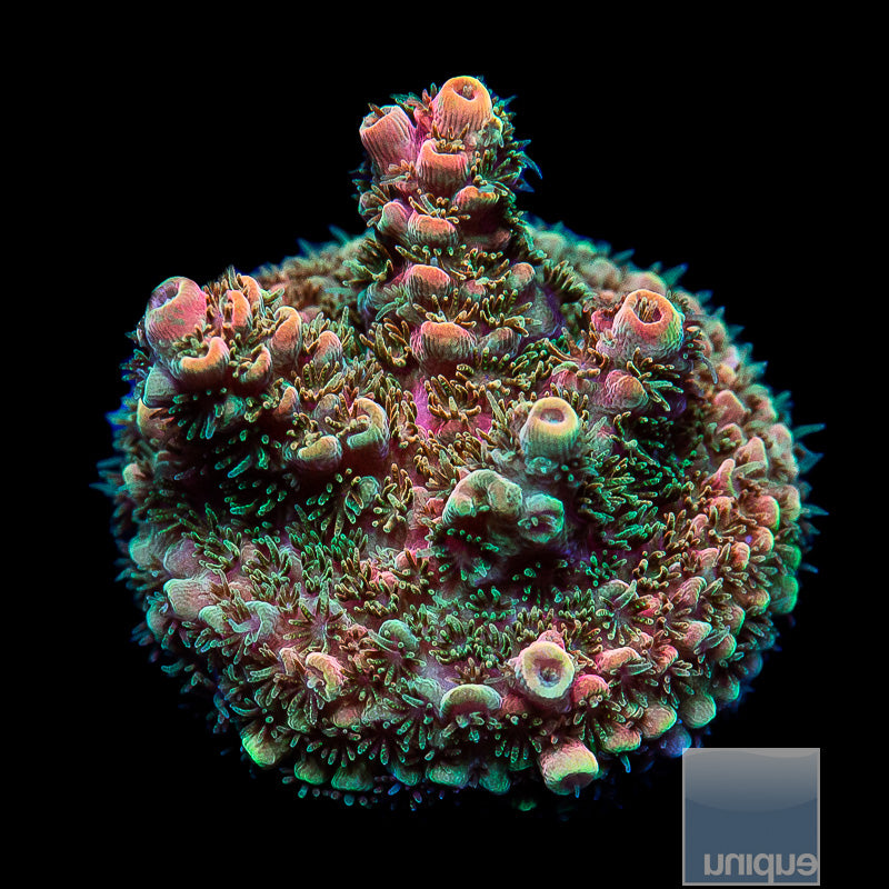 TSA Bill Murray Acropora-WYSIWYG