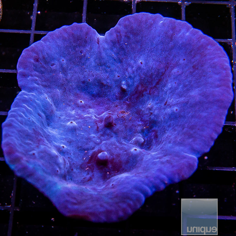UC Blue Plating Sponge-WYSIWYG