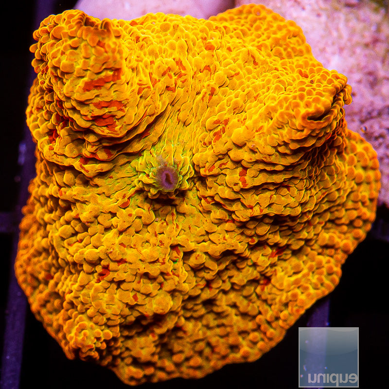 UC Burnt Orange OG Jawbreaker-WYSIWYG