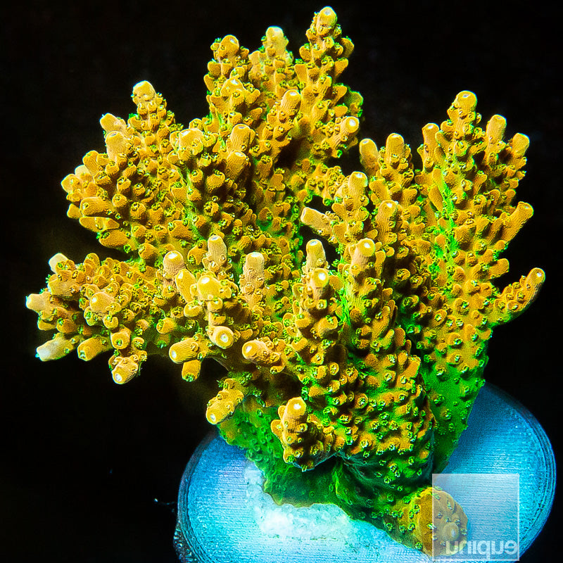UC Orange Creamsicle