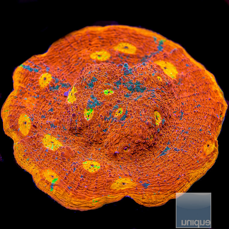 Unique Corals Dynamite Rainbow Chalice