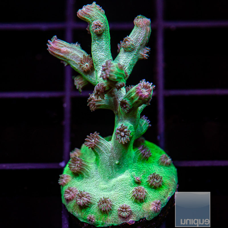 UC Eternal Branching Cyphastrea-WYSIWYG