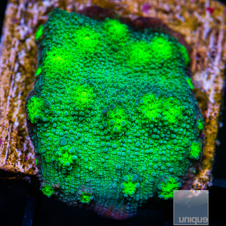Unique Corals Firefly Chalice- Stock Frag