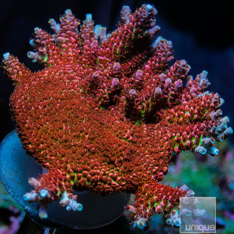 Unique Corals Fruity Pebbles