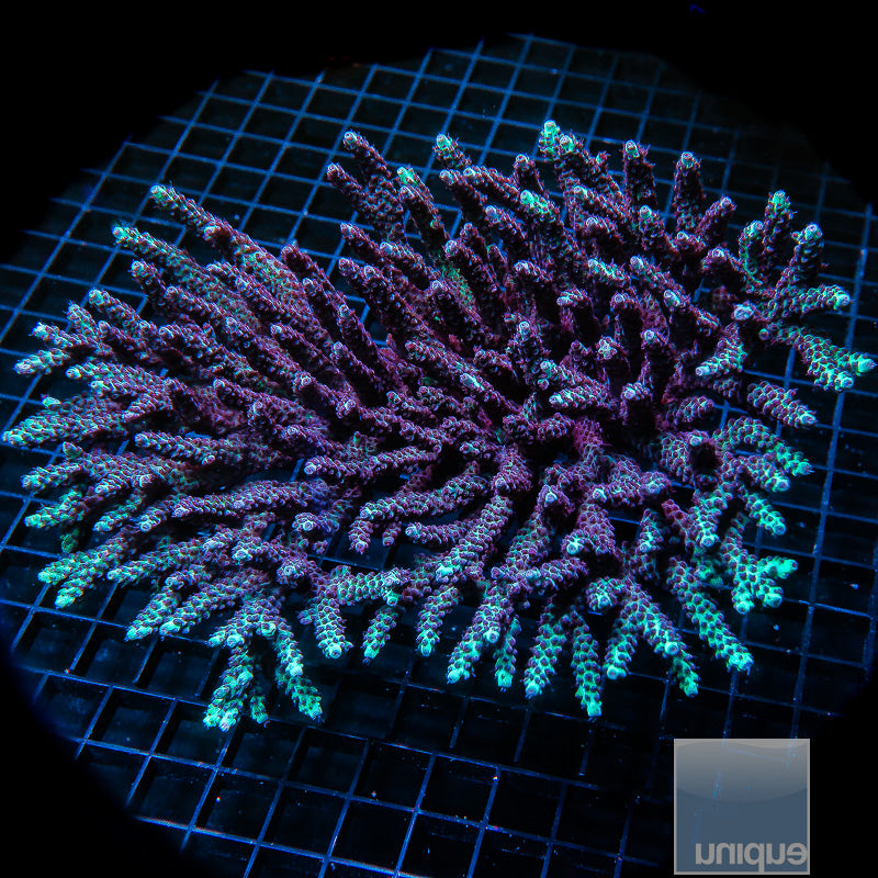 Unique Corals Gatorade