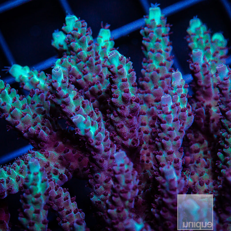 Unique Corals Gatorade