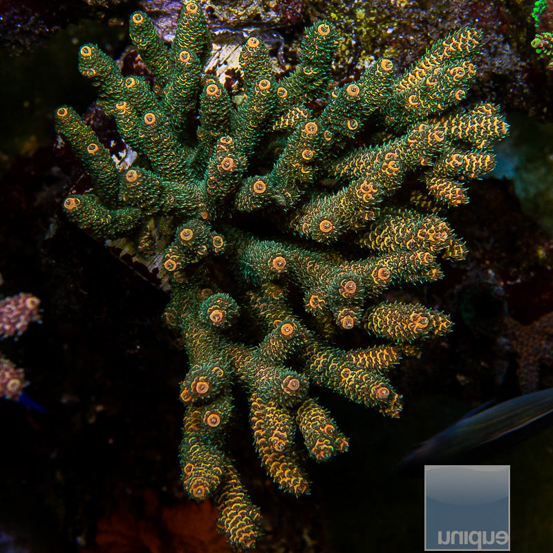 Unique Corals Golden Goose Millepora
