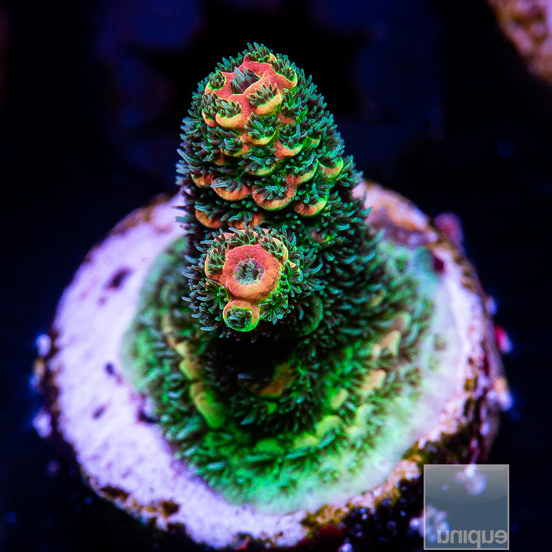 UC golden Goose Millepora-WYSIWYG