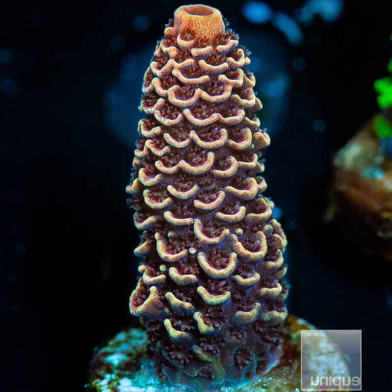 Unique Corals Golden Spath- WYSIWYG
