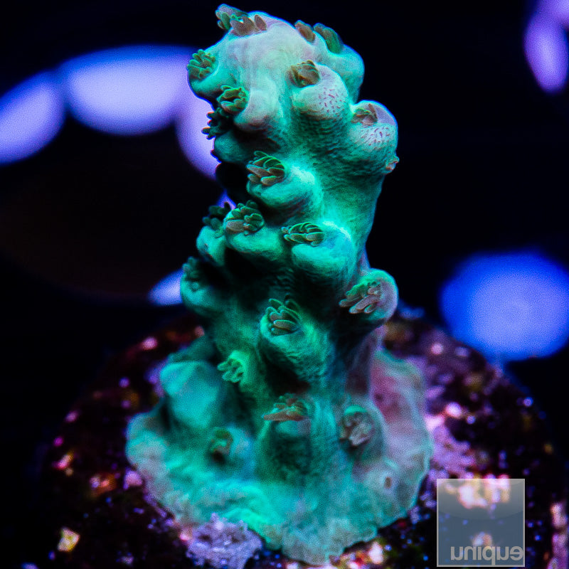 UC Green Ghost Acropora-WYSIWYG