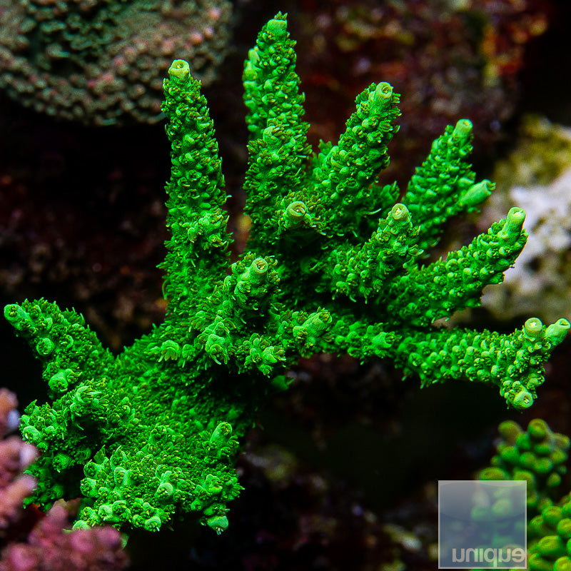 Unique Corals Green Planet Acropora