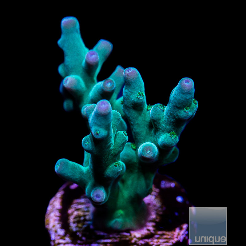 UC Hawking Echinata-WYSIWYG