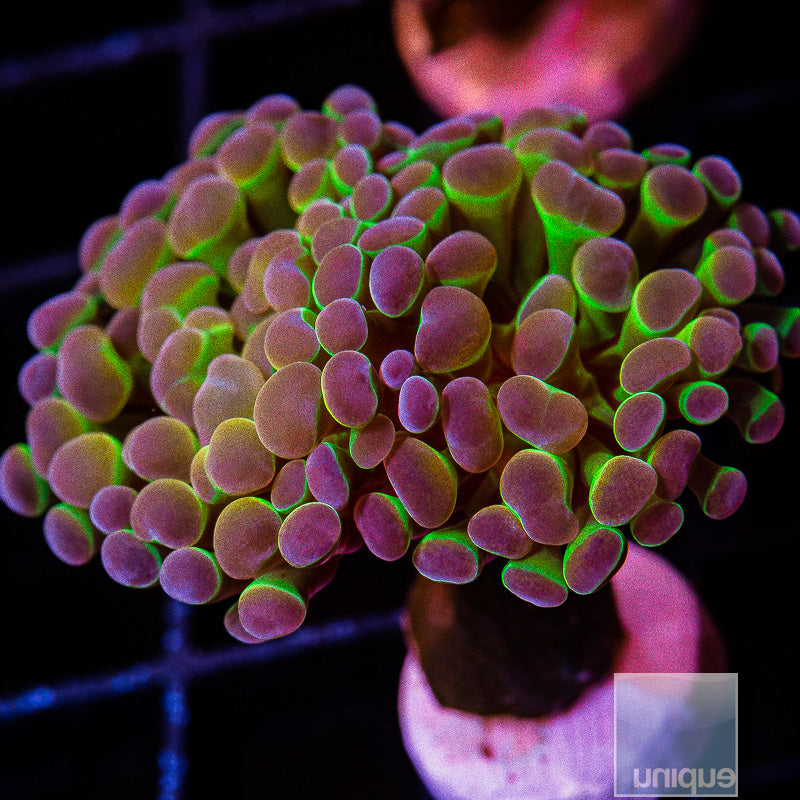 True UC Hologram Branching Hammer- WYSIWYG