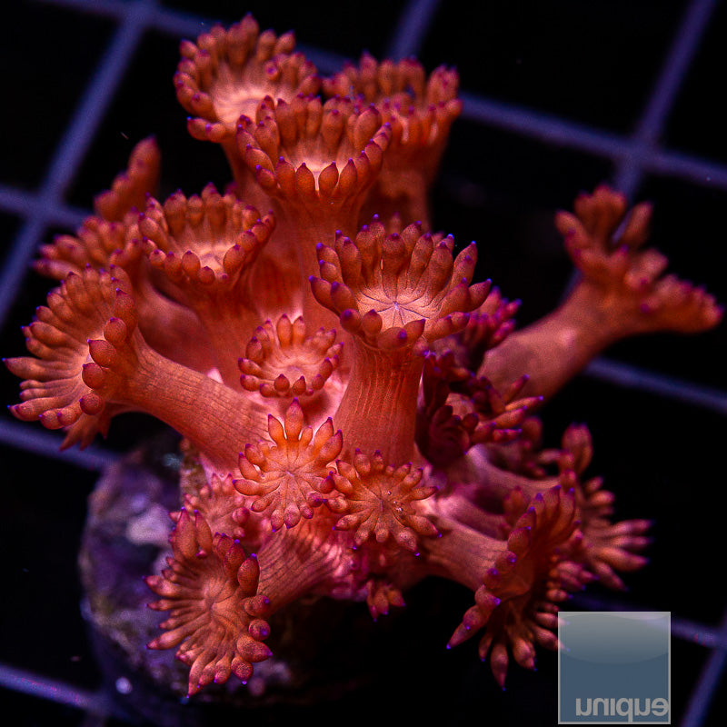 UC Hot Pink Goniopora-WYSIWYG