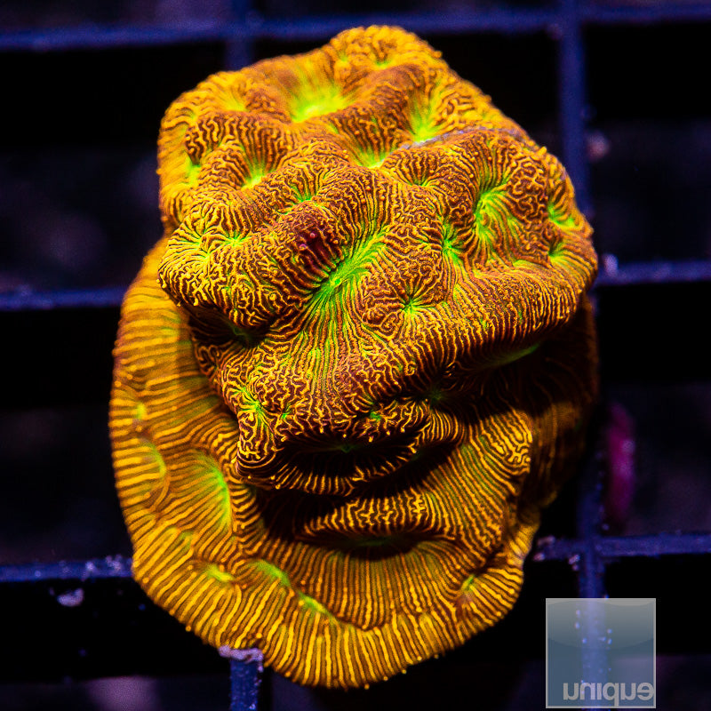 UC Jack O Lantern Leptoseris-WYSIWYG