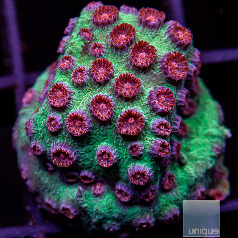 Jingle Bells Cyphastrea-WYSIWYG