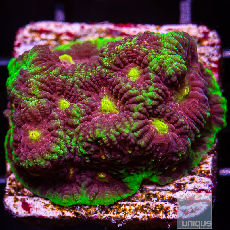 Unique Corals Joker Favia- Stock Frag