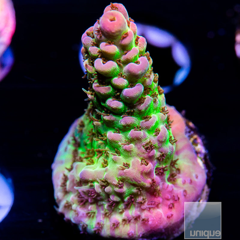 UC Lavender Lime Acropora-WYSIWYG