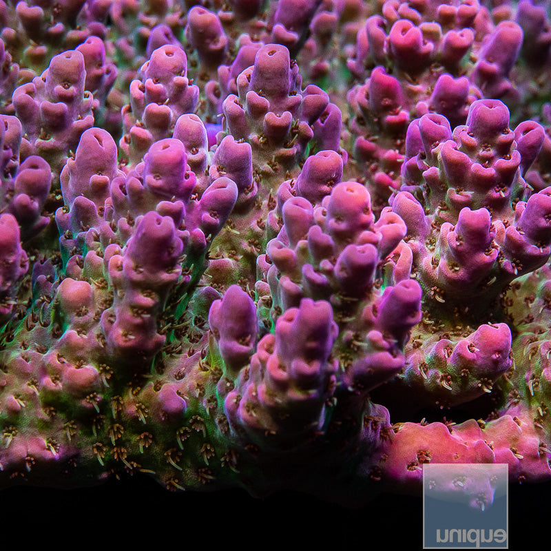 Unique Corals Lavender Lime Acropora